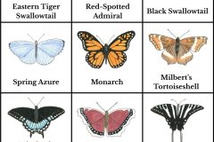 Butterflies of Chautauqua