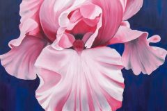 Folk-Aleida-Big-Pink-Iris